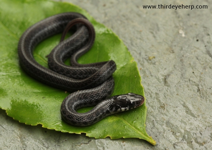 Plains Garter Snake